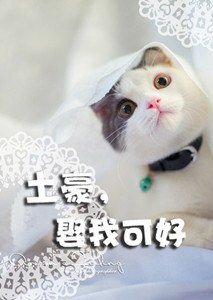 《土豪娶我可好》