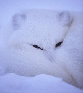 《(HP同人)白狐》