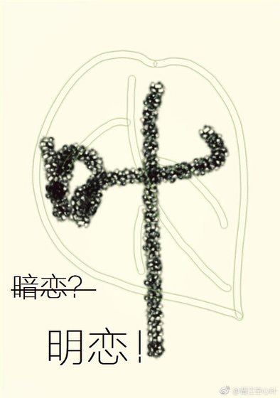 《暗恋不如明恋》