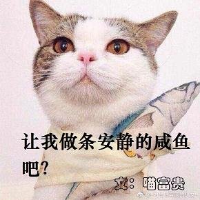 《让我做条安静的咸鱼吧?》