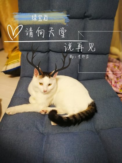 绿宝石请向天堂说再见